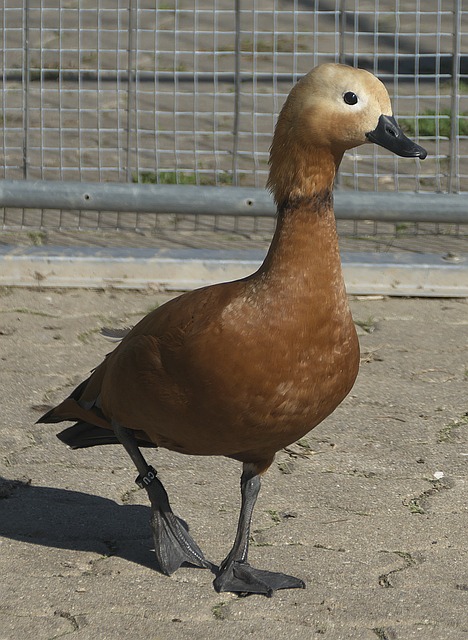 孔帕尼一点
