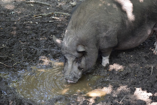 前国脚毛剑 前国脚毛剑